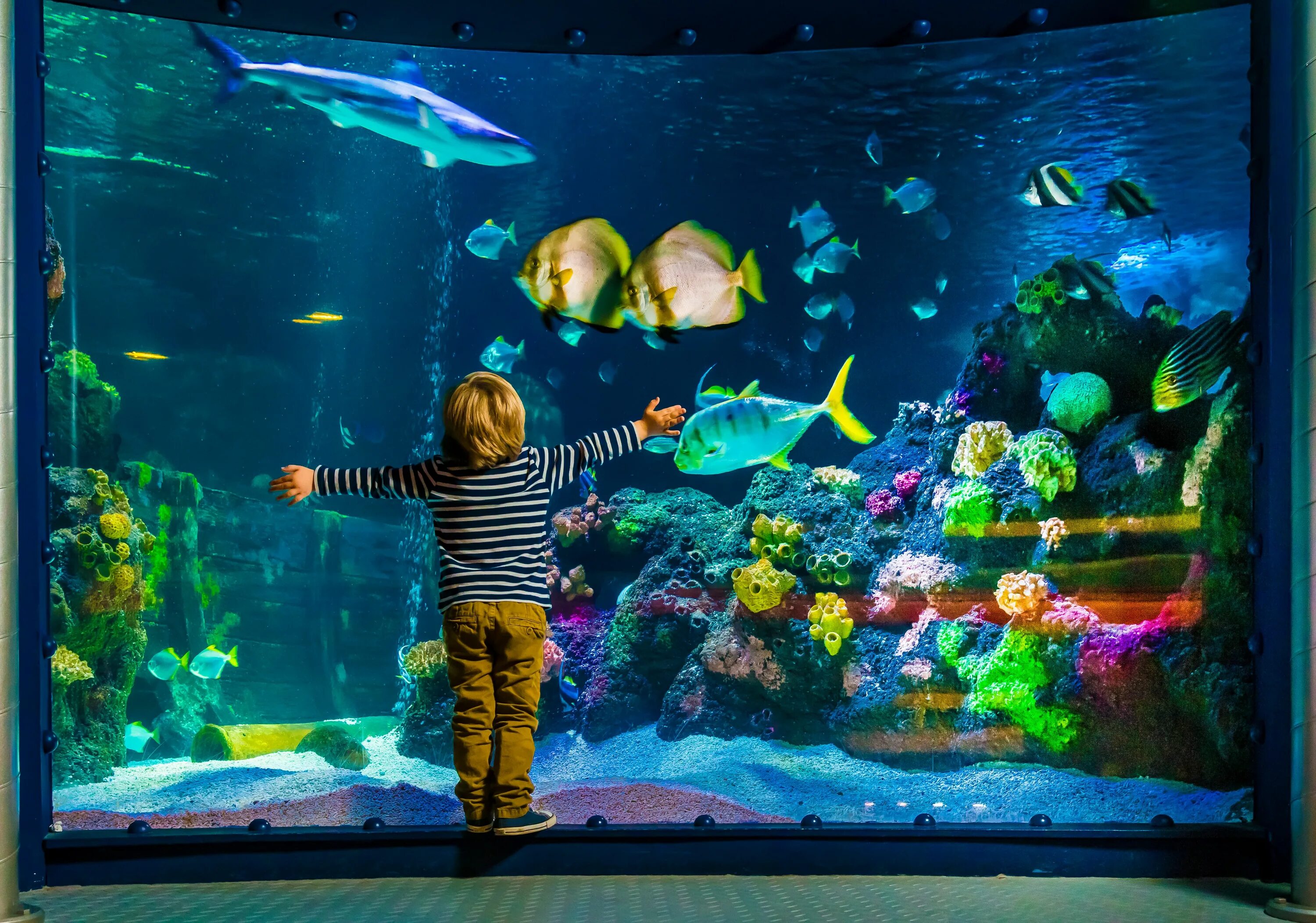 Аквариум Sea Life. Океанариум в Стамбуле Sealife. Огромный аквариум. Большой аквариум с рыбками.