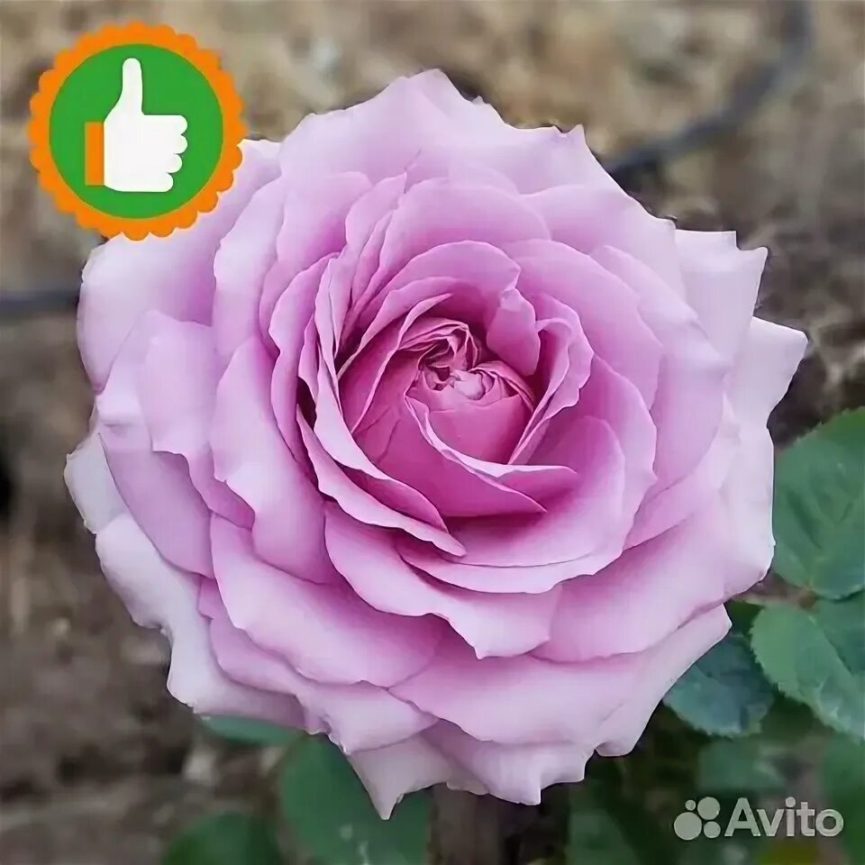 Photo of the bloom of Rose (Rosa 'Love Song 2011') Rose garden design, Beautiful