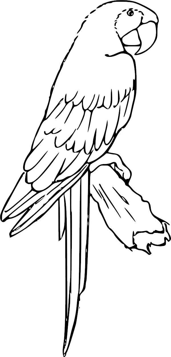 Попугай шаблон для вырезания Neu Malvorlage Papagei Einfach Sei Kreativer Coloring pages, Animal coloring pag