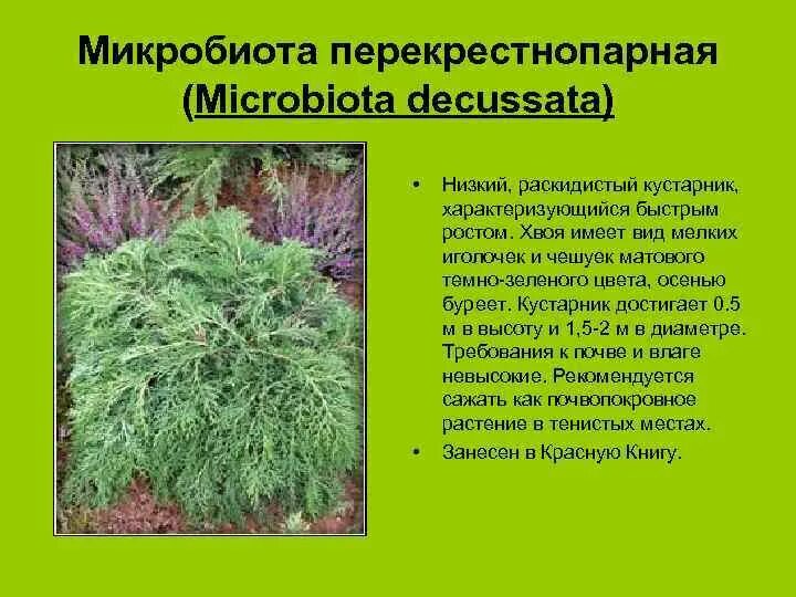 Микробиота растение описание фото отзывы посадка