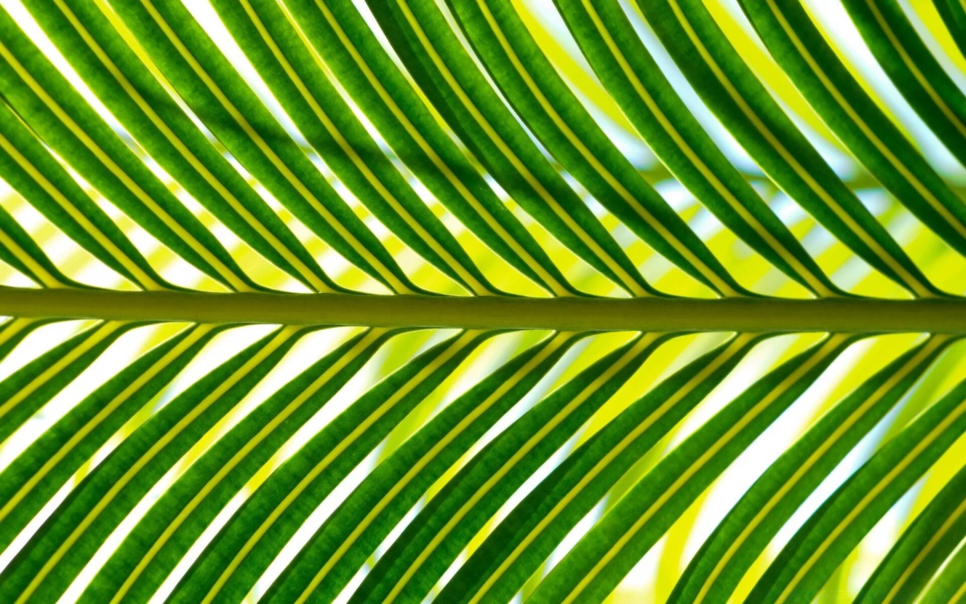 Тропические листья. Пальмовые листья. Листок пальмы. Тропические пальмовые листья.