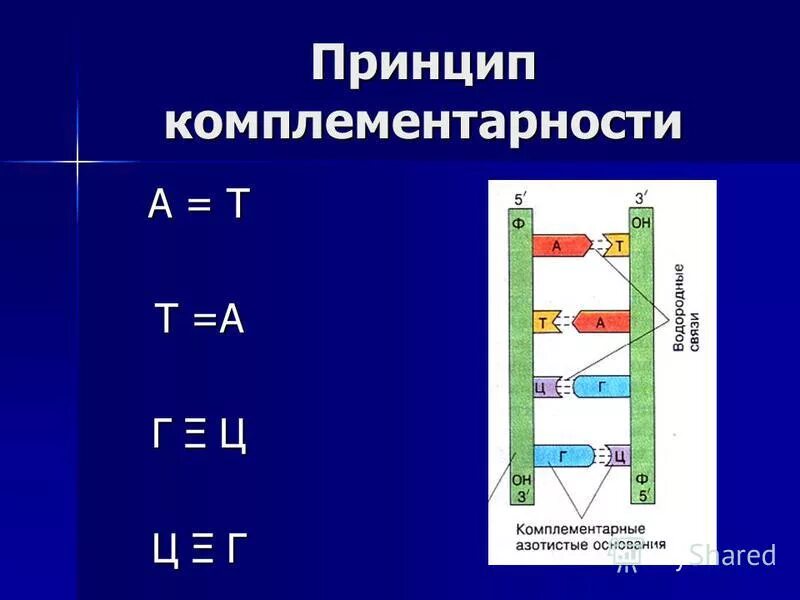 2 цепь днк и рнк