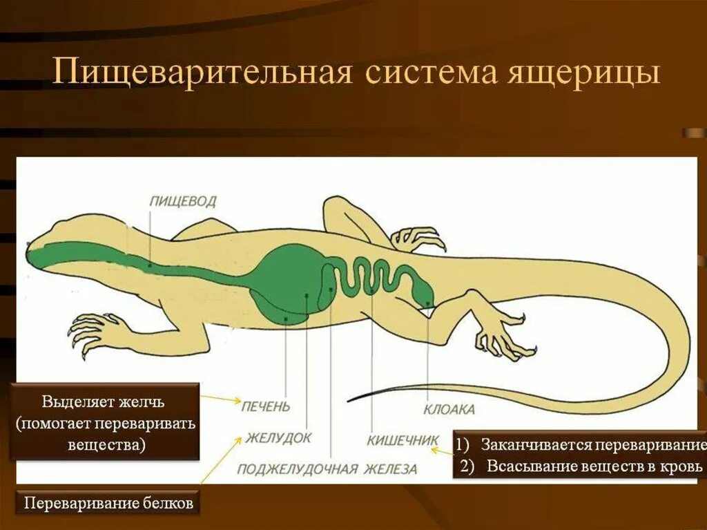 Пищеварительный тракт ящерицы