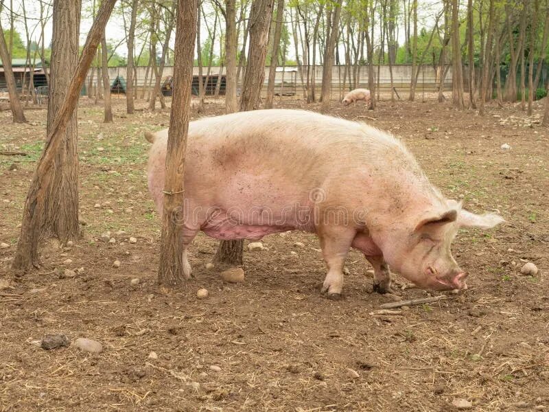 Big pig фото. Big pig фото. Биг пиг карась. Кабан вепрь секач 600 кг. Свинья.