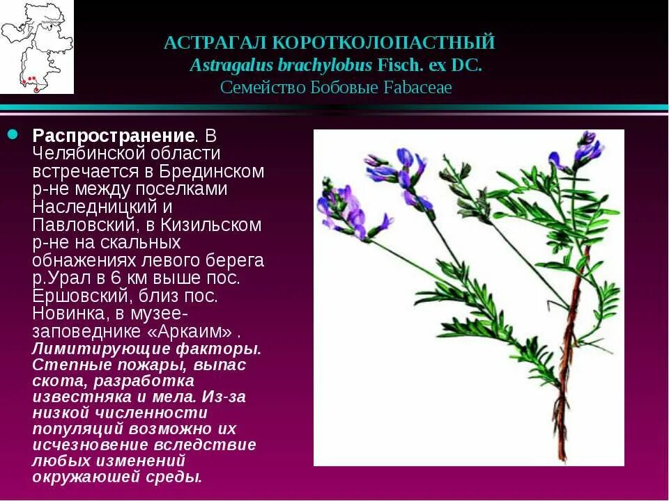 Распространение бобовых