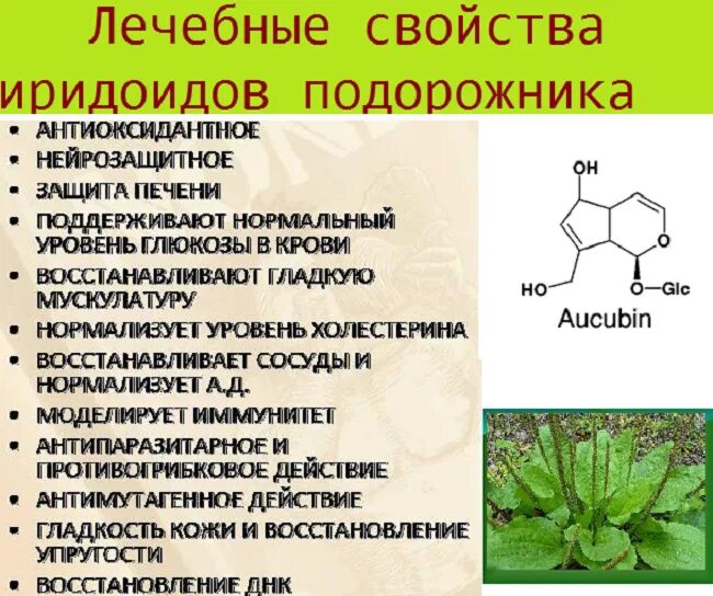 Целебные свойства подорожника. Иридоиды формула. Подорожник лекарственное сырье. Подорожник лекарственные формы. Иридоидные гликозиды.