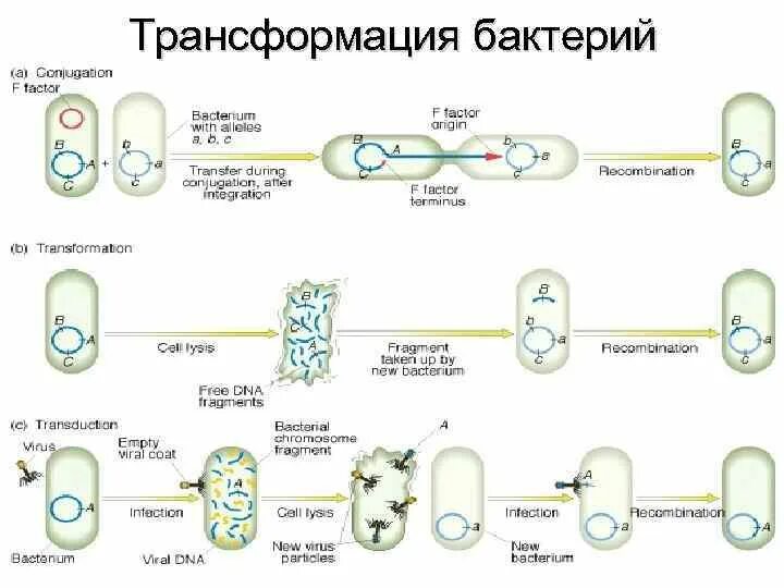 Пересадка бактерий. Механизм трансформации бактерий схема. Процесс трансформации у бактерий. Стадии трансформации бактерий. Механизм трансформации микробиология.