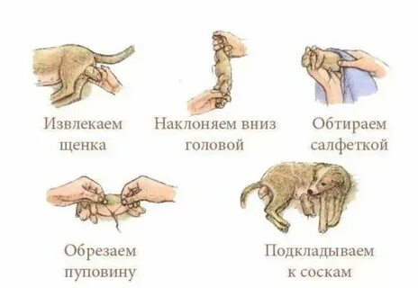 Как узнать беременность собаки