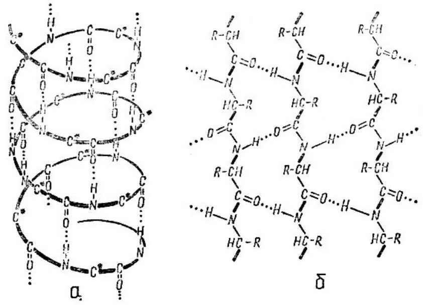 Альфа спираль вторичной структуры белка. Вторичная структура белков - α-спирали и β-структуры.. Вторичная структура белка формула. Альфа и бета спираль вторичной структуры белка. Б спираль белка