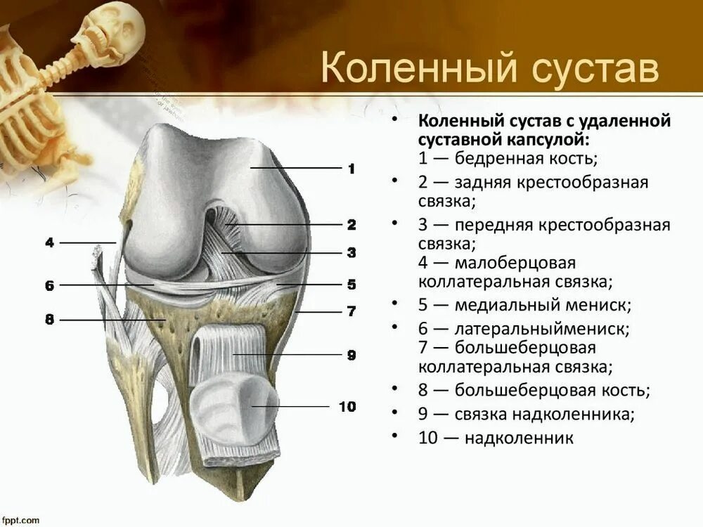 Связки образованы. Коленный сустав (вскрыт, вид спереди).. Строение костей коленного сустава. Коленный сустав вид спереди анатомия. Кости образующие коленный сустав.