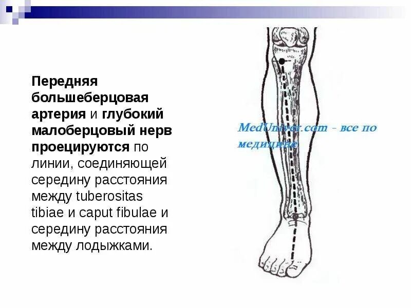 Малый берцовый нерв расположение фото الوقاية من مشاكل القدم السكرية