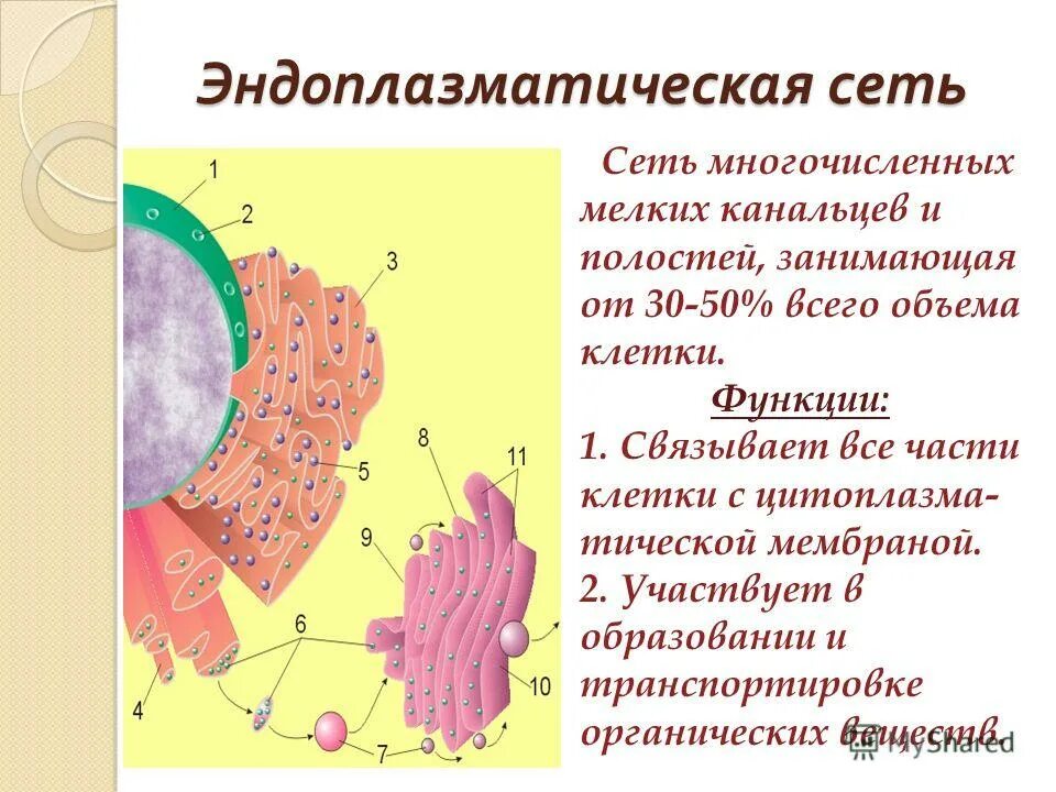 Эндоплазматическая сеть строение и функции. Агранулярная эндоплазматическая сеть участвует в процессах:. Функции агранулярной эндоплазматической сети. Агранулярная эндоплазматическая сеть выполняет функции.