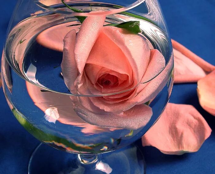 Цветы на воде. Отражение розы в воде. Красивые розы в бокале. Как менять воду в розах вазе