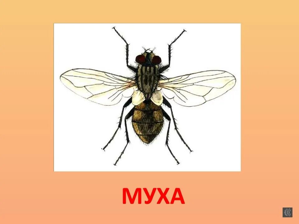 Муха судьба. Муха карточки. муха карточка для детей. звук мухи. муха с подписью.