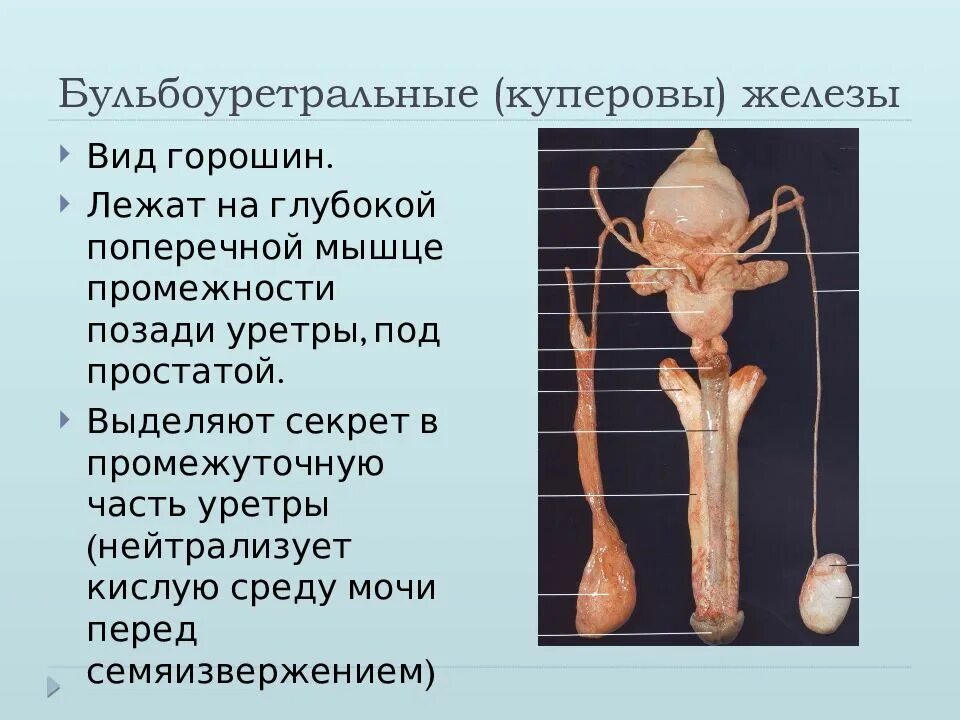 Бульбоуретральные железы у мужчин анатомия. Строение мочевого пузыря латынь. Бульбоуретральные железы латынь. Внутренне строение мочевого пузыря. Семявыносящий проток схема.
