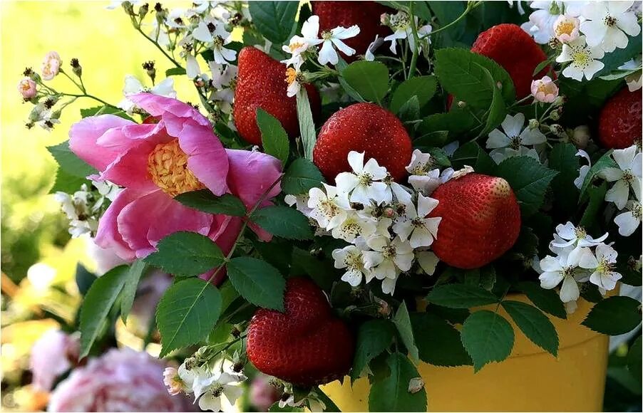 Лето красное прекрасное. Цветы и ягоды. Цветочки ягодки. Ягоды и цветы летом. Цветы и ягоды картинки.