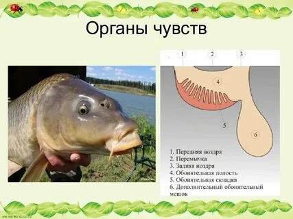 Строение ноздрей рыб