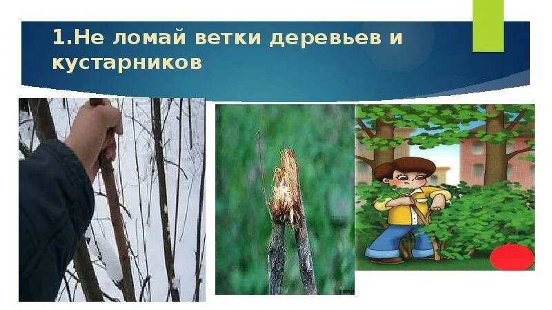 Дети ломают ветки. Не ломай ветки деревьев и кустарников. ломают ветки деревьев. не будем ломать ветки деревьев и кустарников. ломать деревья.