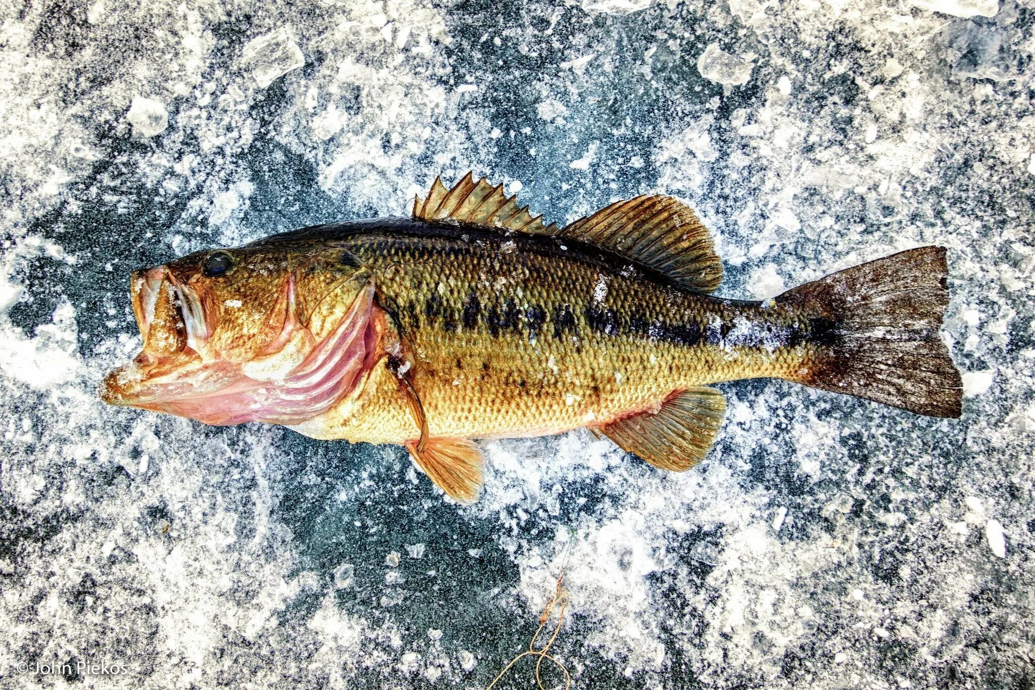 Largemouth Bass рыба. Американский окунь басс. Большеротый окунь. Большеротый басс рыба.