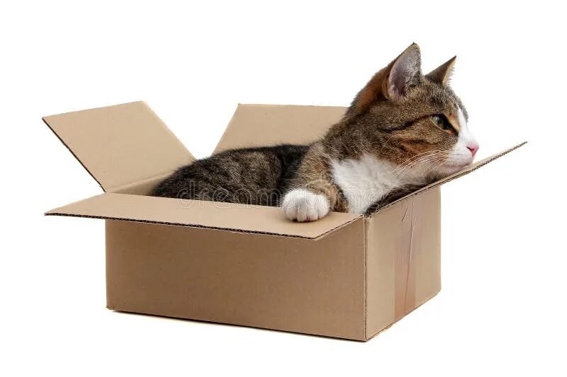 My cat box