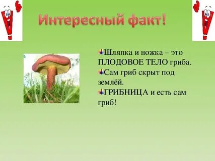 5 интересных фактов грибах