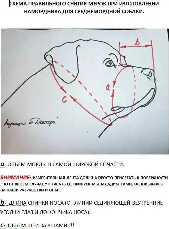 Как подобрать намордник по размеру. Как измерить намордник для собаки правильно. Как правильно подобрать намордник для собаки по размеру. Как замерить намордник для собаки правильно. Выкройки намордника для лабрадора.