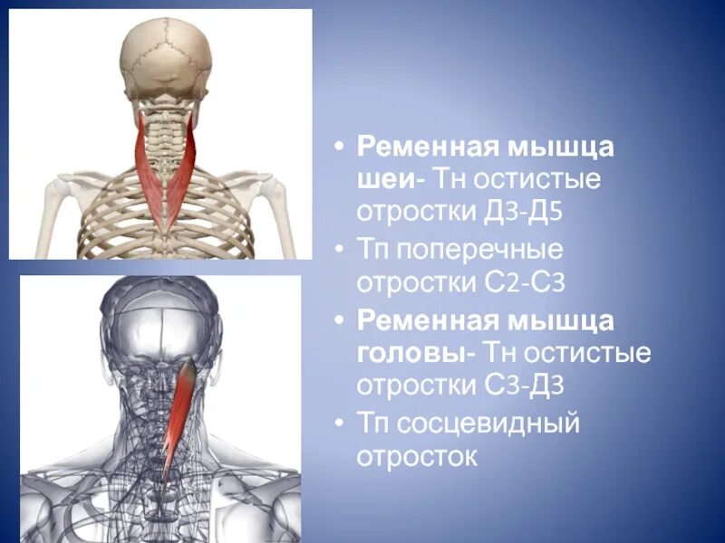 Длинная мышца шеи (m. Ременная мышца шеи иннервация. Ременная мышца шеи иннервация. Ременная мышца головы и шеи функции. Ременная мышца головы.