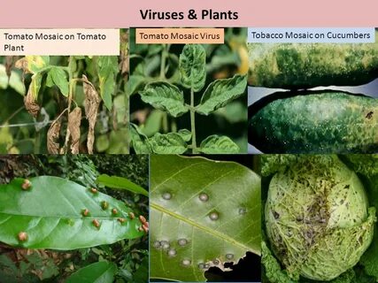 Plant viruses