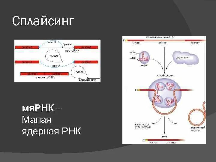 Контроль экспрессии