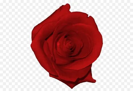 Real rose
