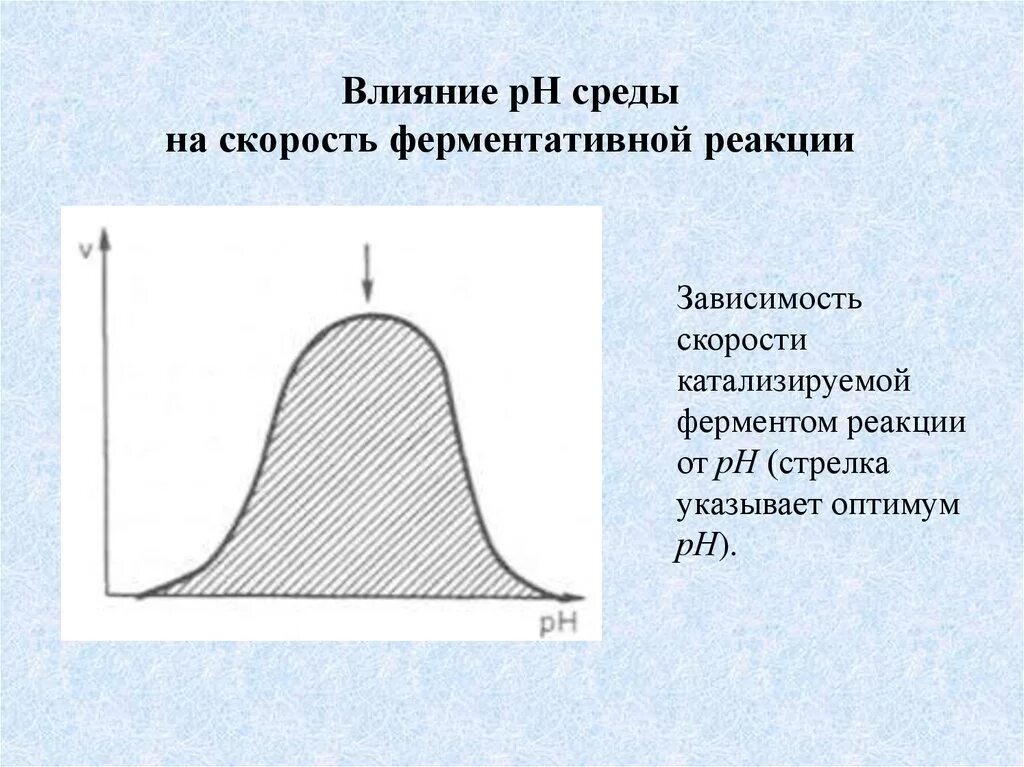 Влияние РН на скорость ферментативной реакции. Влияние РН на среды на скорость ферментативных реакций. Зависимость скорости ферментативной реакции от РН. Что влияет на скорость ферментативной реакции. Изучите график зависимости выработки фермента лактазы