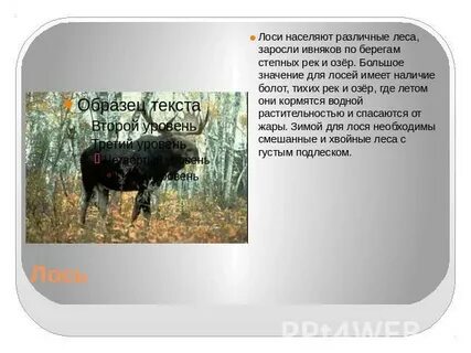 Лось выбежал на опушку заросшую низким кустарником