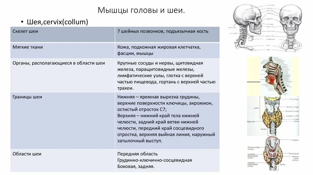 Глубокие мышцы шеи таблица. Мышцы шеи таблица по анатомии. Мышцы шеи функции таблица. Мышцы шеи функции таблица. Поверхностные мышцы шеи таблица.