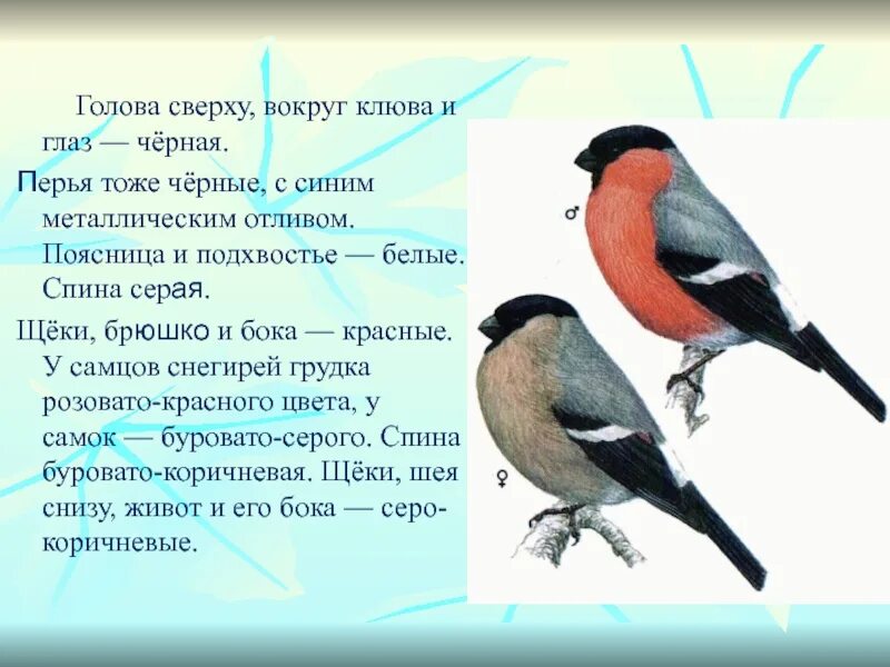 Доклад про снегиря. Какого цвета клюв у снегиря. Какого цвета брюшка у снегиря. Голова снегиря.