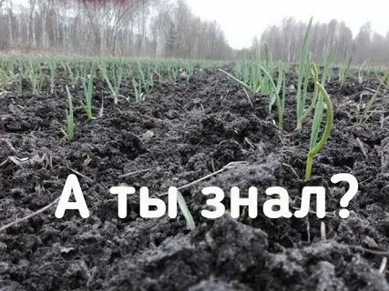 Сколько чеснока на 1 сотку