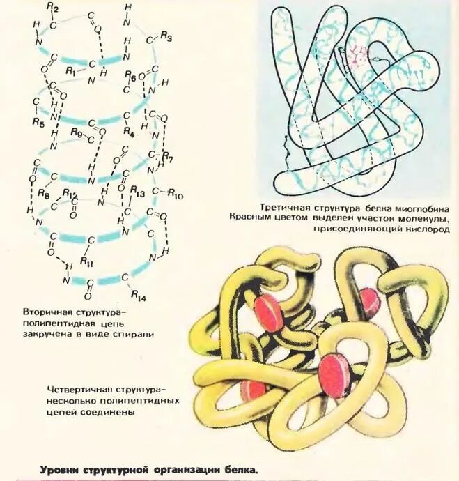 Третичная структура белка данная структура. Третичная структура белков рисунок. Третичная структура белка рисунок. Белки третичная структура рисунок. Третичная структура белка схема.