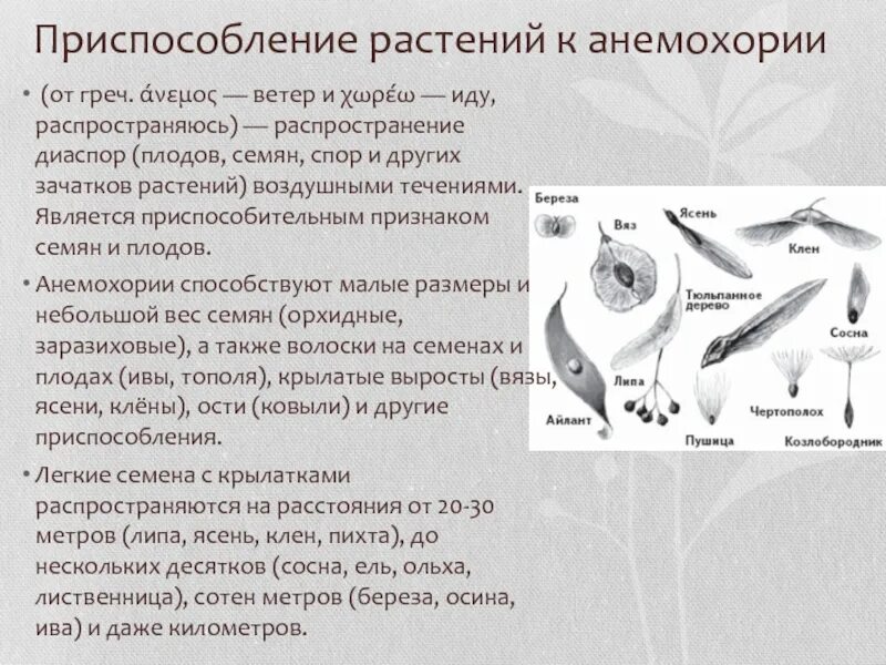 Определи способ распространения растений. Приспособления плодов и семян. приспособительные признаки у семян и пордов. приспособления семян к распространению. плоды и семена приспособление.