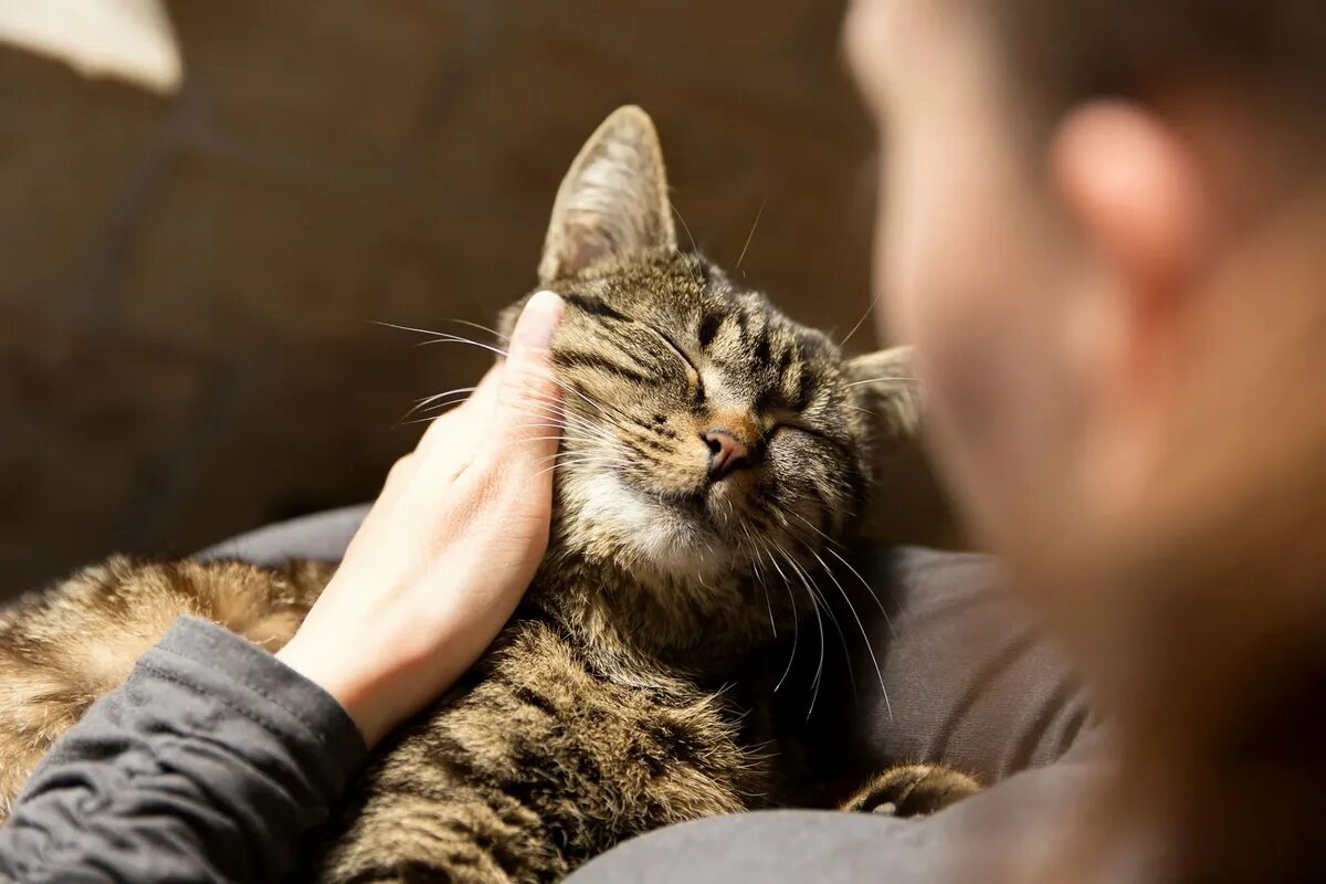 Мурчание котика. Кот мурлычет. Кошка мурчит. Кот ластится. Гладить кошку.