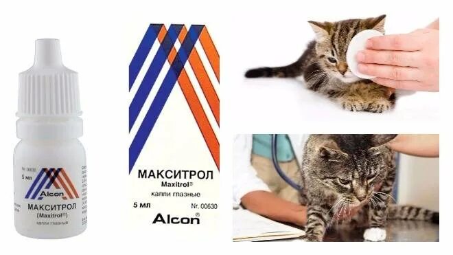 Какие капли котам в глаза. Капли от конъюнктивита у кошек. капли от конъюнктивита для котят. средство от коньюктивита для кошек. мазь для кота от коньюктивита.
