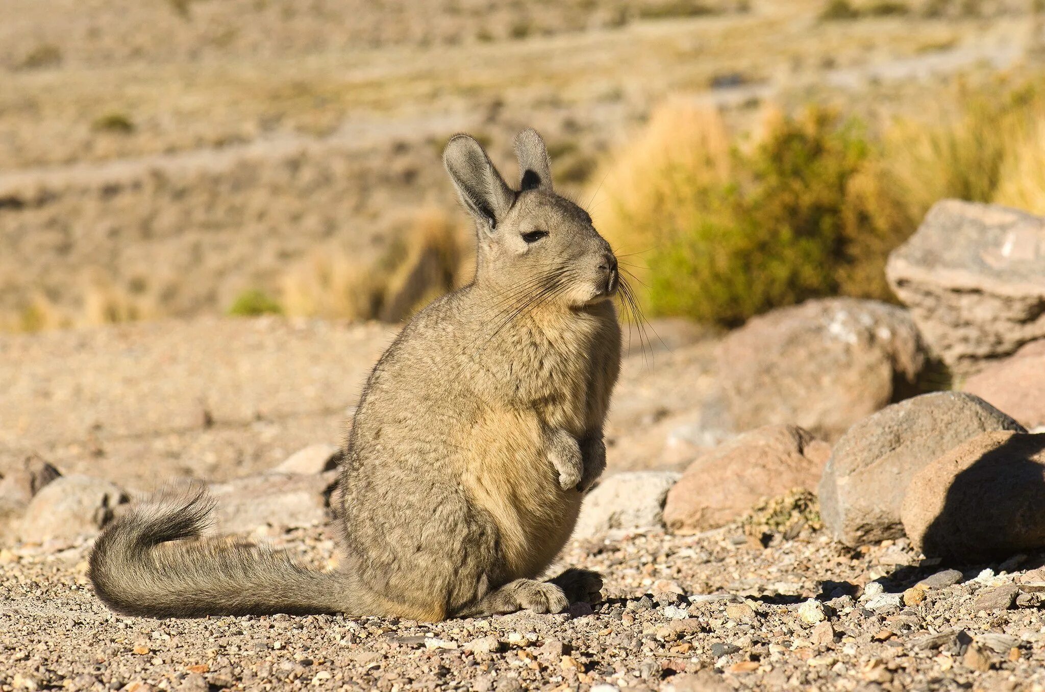 Равнинная вискаша. Горная вискаша. Вискача южной америки. Горная вискаша. Горная вискаша.