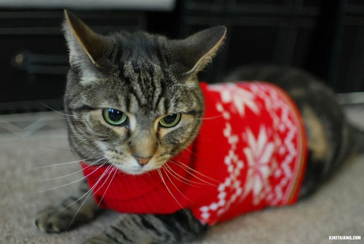 Т кота. Кот в свитере. Новогодняя кофта для котов. Рыжий кот в Красном свитере. Кот в кофте.