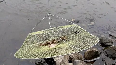 Лучшая приманка в раколовку
