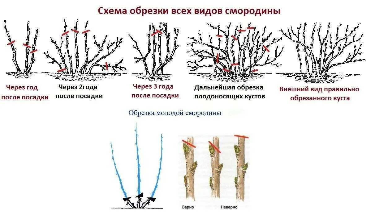 Что делать со смородиной после зимы