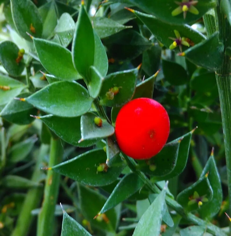 Иглица подлистная. Рускус колхидский. Рускус иглица понтийская. Иглица понтийская. Иглица понтийская.