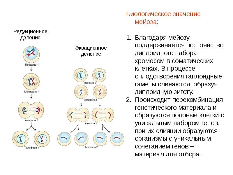 Биологическое значение митоза заключается в