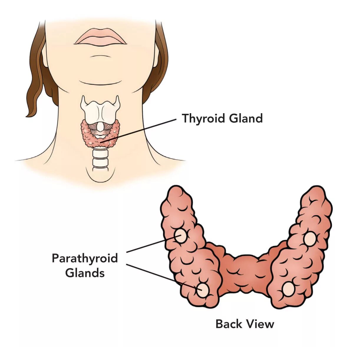 Паратгормон паращитовидной железы. Изображение щитовидной железы. Щитовидная и паращитовидная железы. Щитовидная железа и околощитовидные железы.