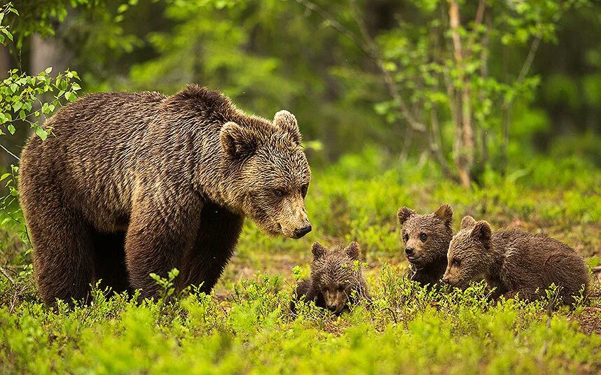 Животные финляндии. Бурый медведь Лапландский заповедник. Медведица с медвежатами. Медведь с медвежонком. Медведь в лесу.