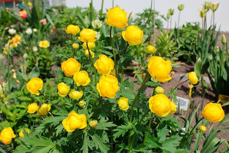 Купальница оранж крест. Купальница цветок выращивание. Купальница китайская (trollius chinеnsis). Купальница троллиус. Купальница цветок выращивание.