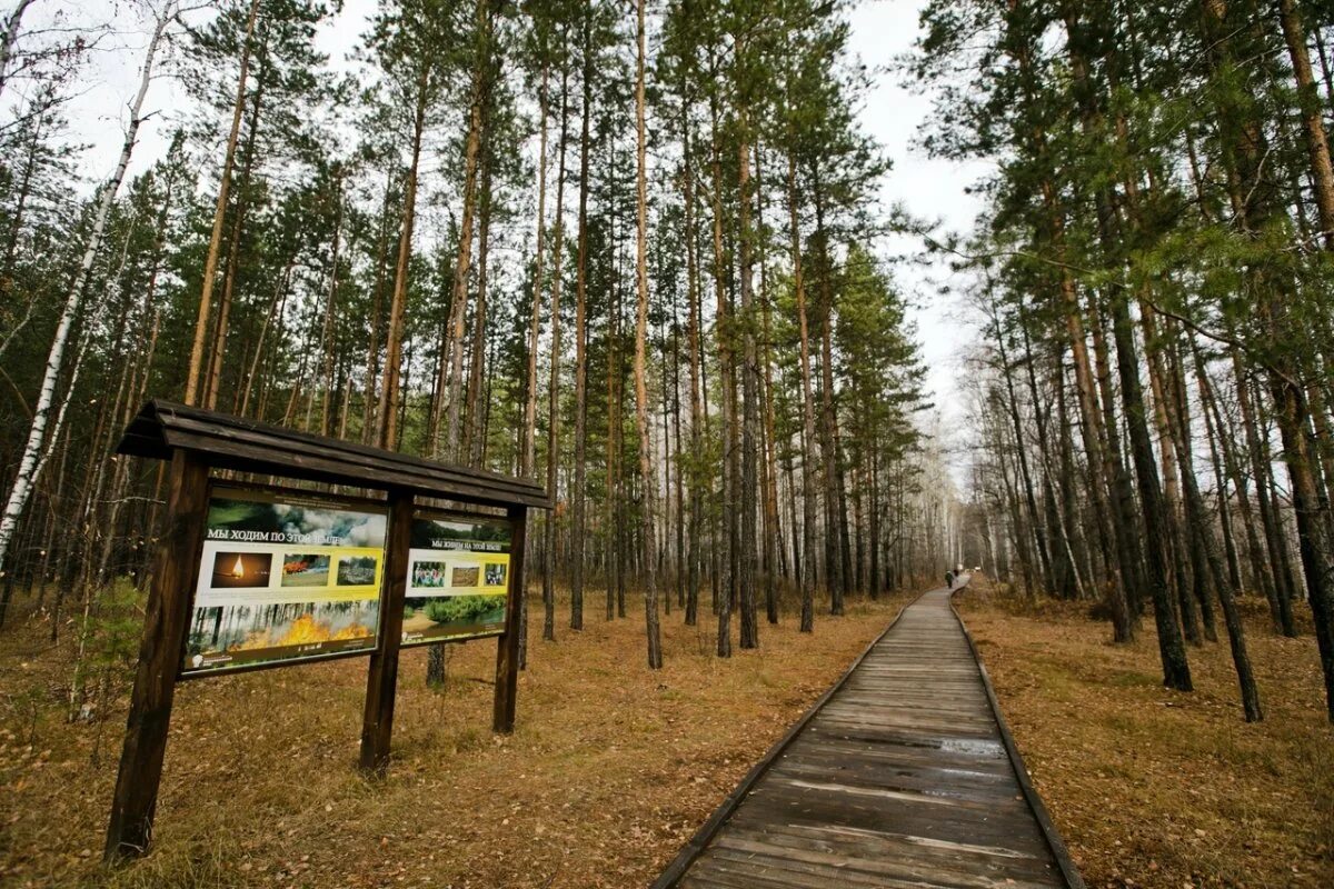 Бузулукский бор санаторий цены на 2024 год. Бузулукский Бор национальный парк. Бузулукский Бор национальный парк сосна. Бузулукский Сосновый Бор. Бузулукский Бор Оренбургская область.