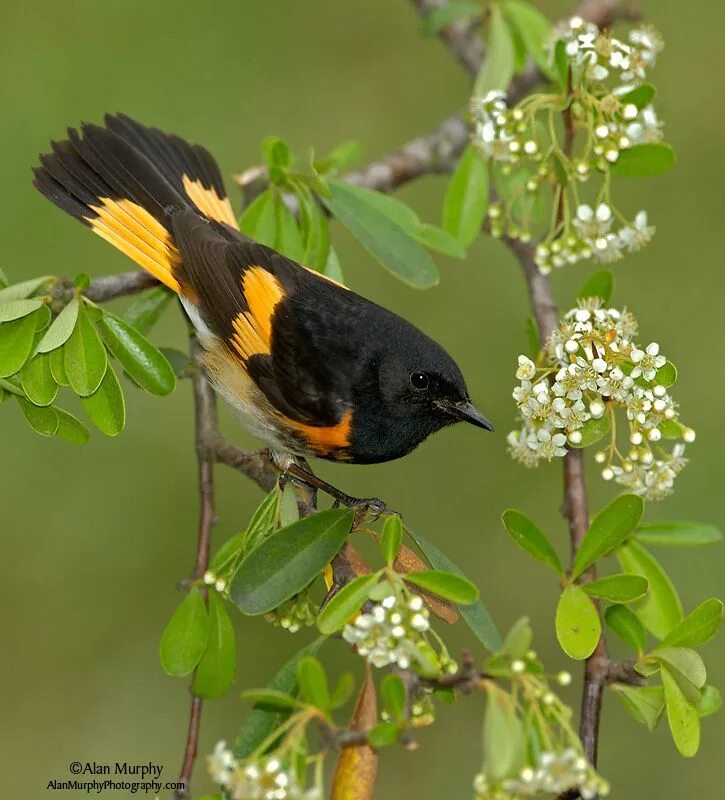 American Redstart. ЧЫМЧЫКТАР. ЧЫМЧЫКТАР фото. Redstart. J birds